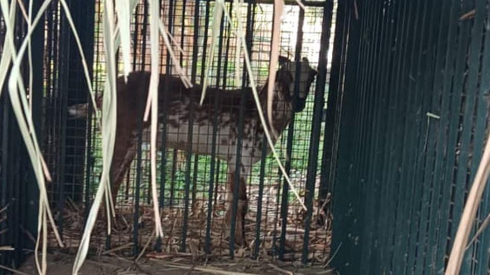 Sambhal: Goat remained tied in cage, leopard did not even come near
