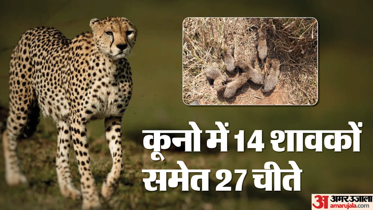Sheopur Kuno National Park Female Cheetah Gamini Gave Birth To Six Cubs News in Hindi