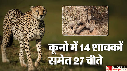 Sheopur Kuno National Park Female Cheetah Gamini Gave Birth To Six Cubs News in Hindi