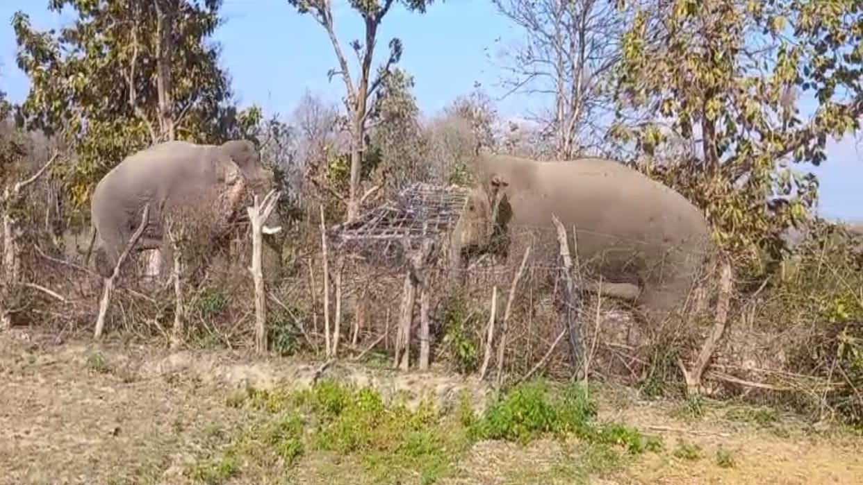 Fight between tusker and makhana elephant in Amangarh of Bijnor