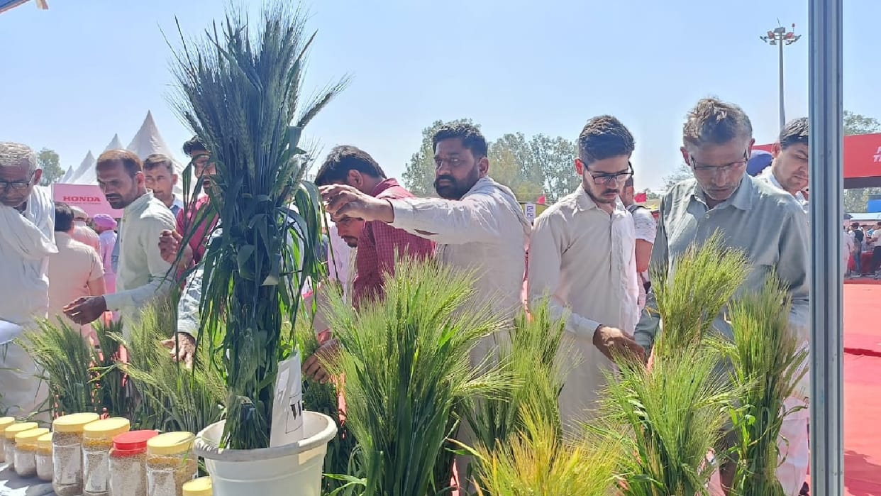 agricultural fair in Hisar, WH 1270 variety of wheat attracted farmers, per acre yield will surprise you