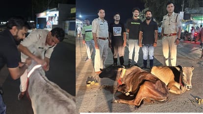 गोवंश को पहनाई रेडियम बेल्ट