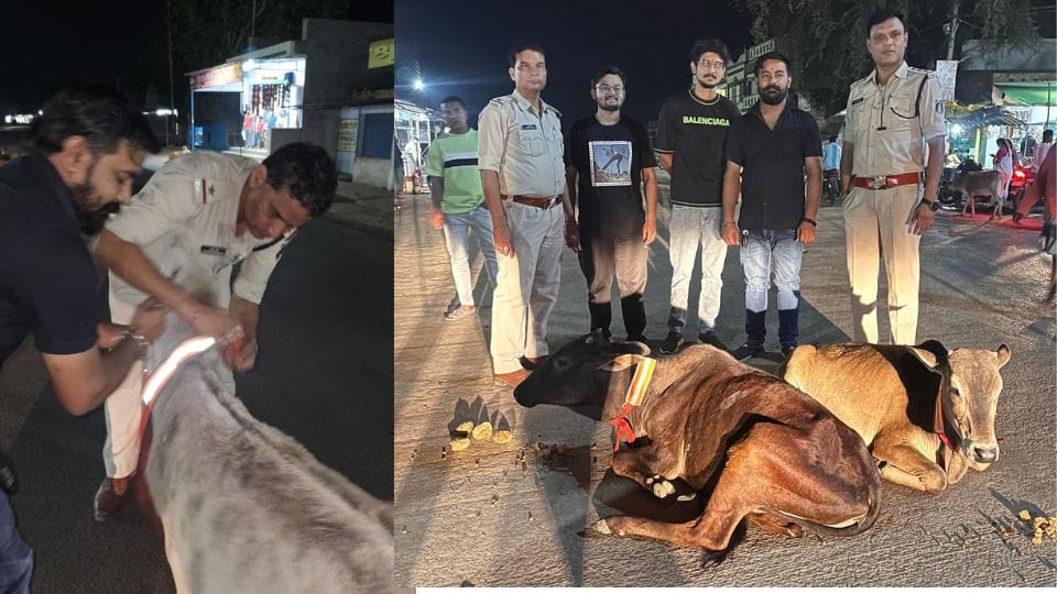 Cow Committee wore radium belt around the neck of cows in Sakti