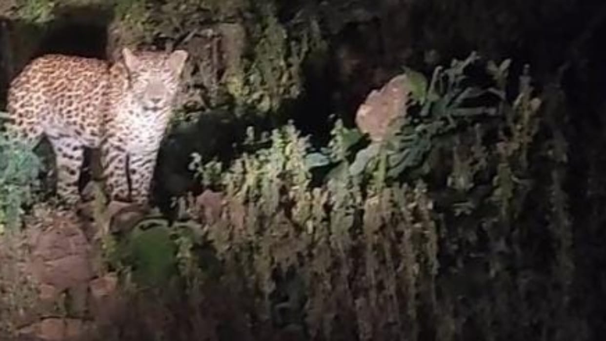 Damoh Chakarghini became forest worker in search of leopard now bus driver saw leopard