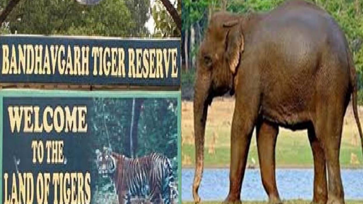 Umaria Ranger suspended accused of disobeying officers instructions and neglecting employees