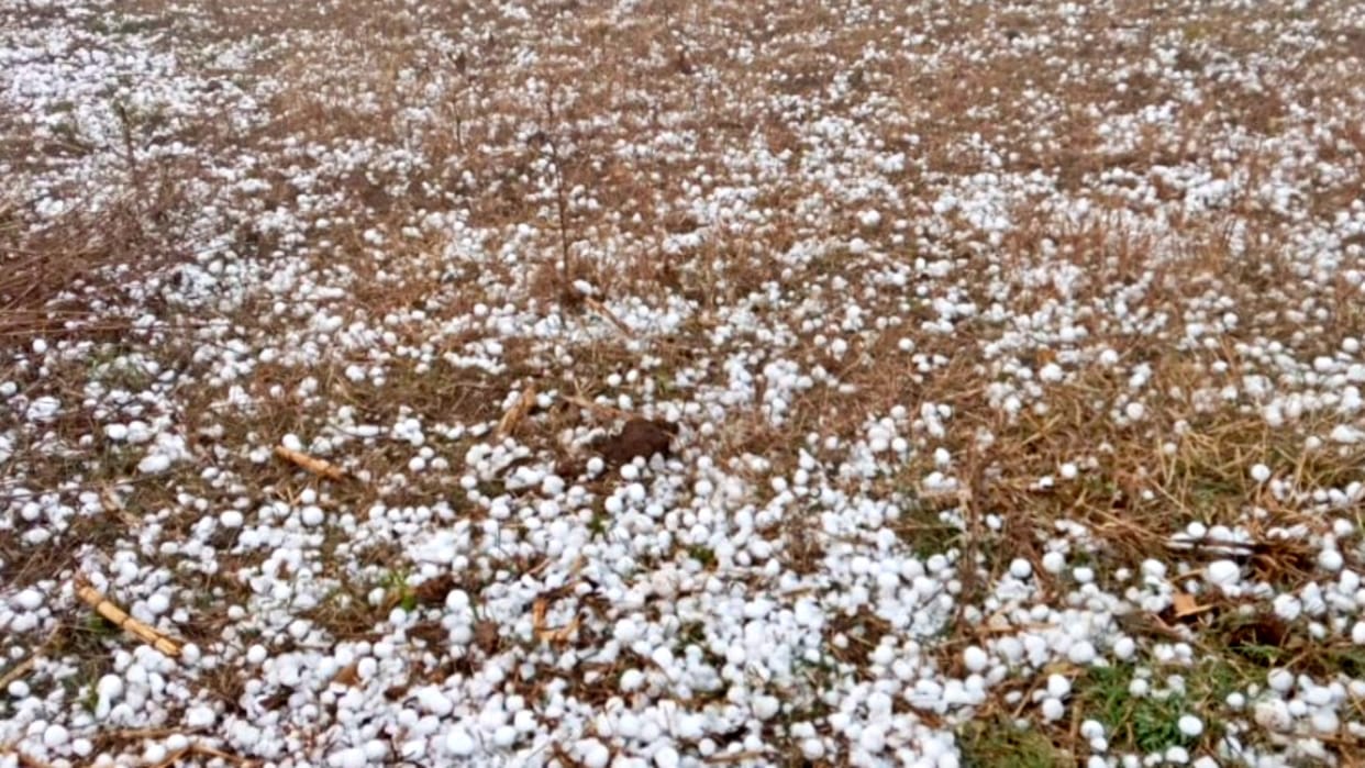 Umaria News Meteorological Department warned of hailstorm