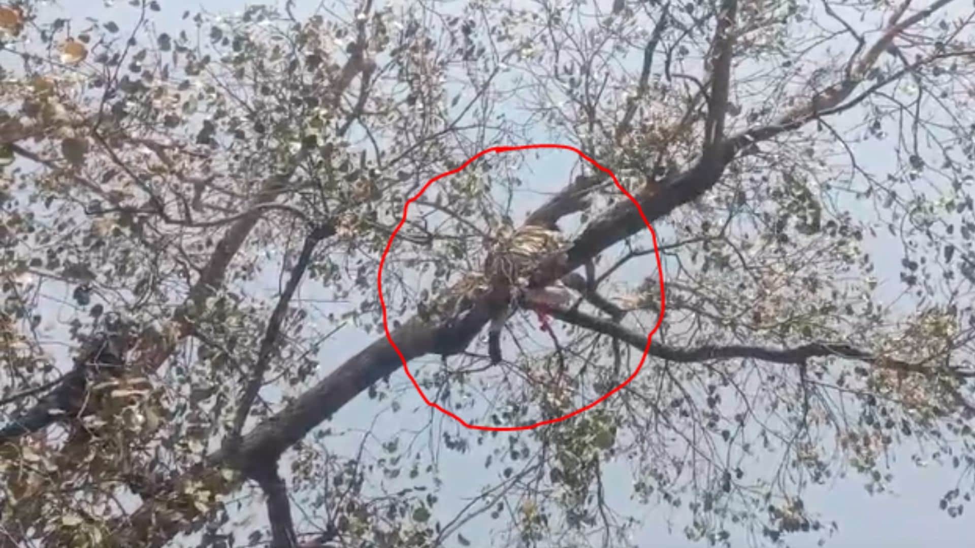 राजगढ़ में पेड़ पर चढ़कर कूदने की धमकी देता रहा युवक