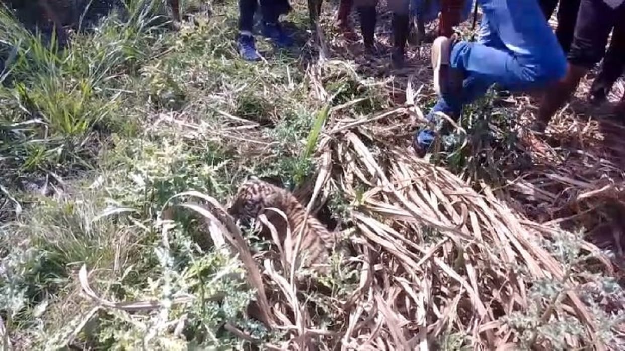 Tigress attacked laborer with cubs in Lakhimpur kheri