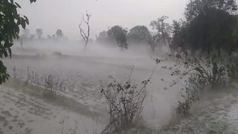 Crops were damaged due to rain and hailstorm