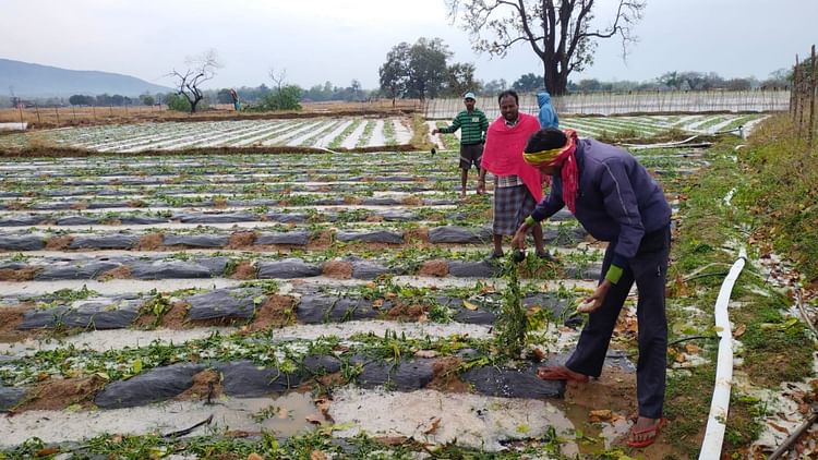 CG Weather News: छत्तीसगढ़ में ओलावृष्टि से फसलों को भारी नुकसान, किसानों ने नुकसान का आकलन कर मुआवजे की मांग