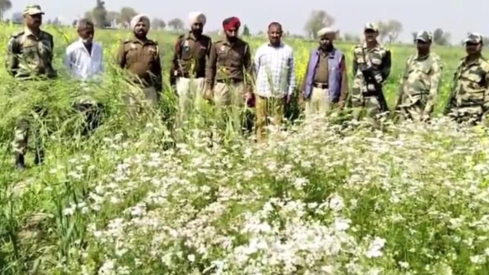 BSF and police arrested farmer cultivating opium in fields on Border