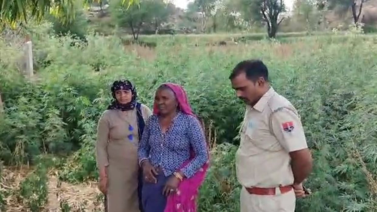 Karauli Woman cultivating ganja in Sivayachak land arrested 5.20 quintal ganja plants seized