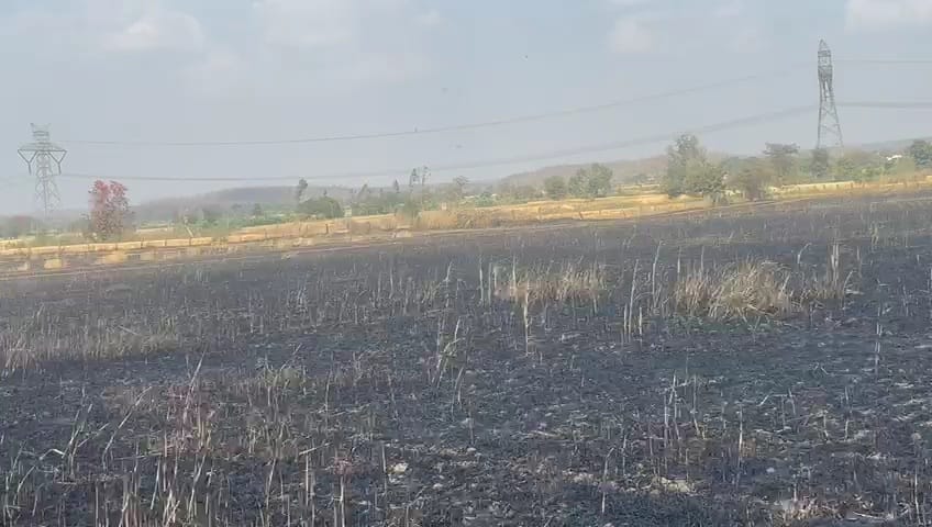 Damoh News: 25 acres of wheat crop destroyed due to short circuit in Damoh, loss worth lakhs