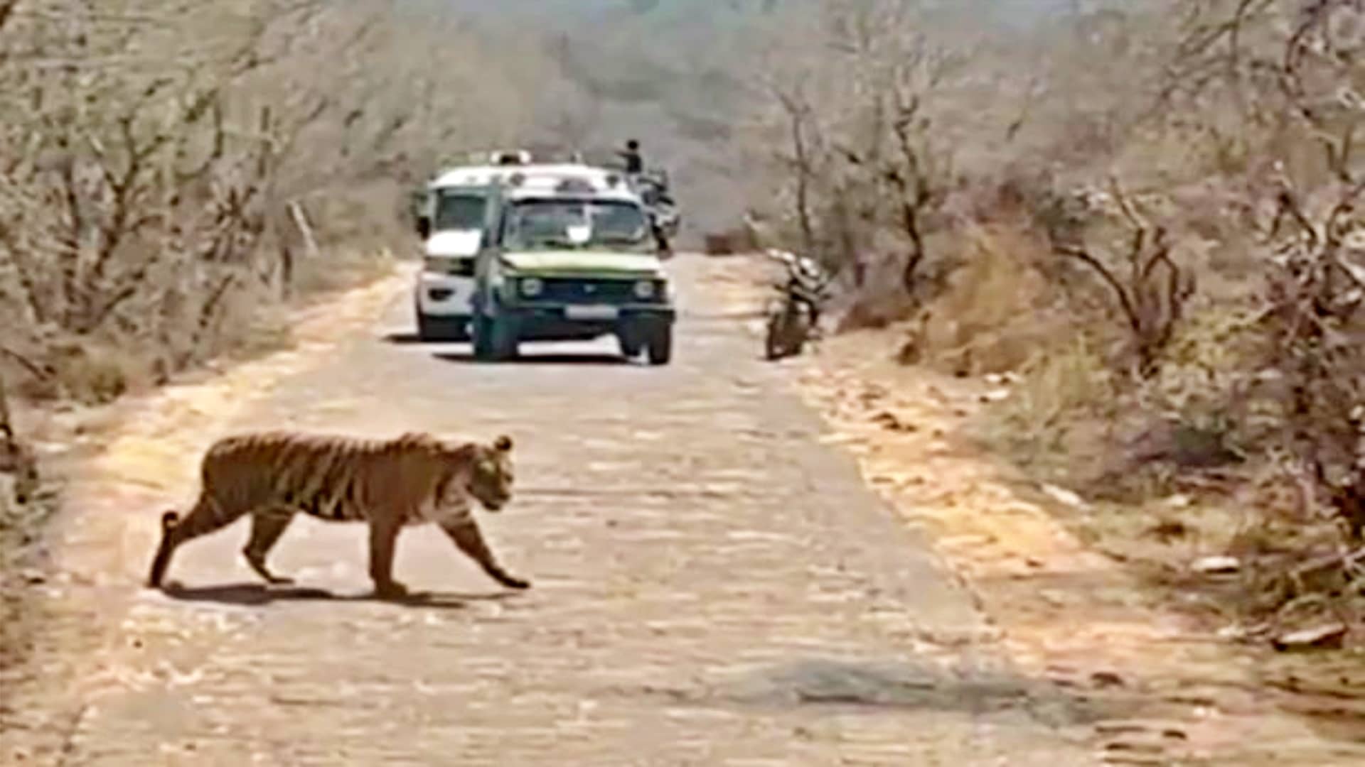 बाघिन सुल्ताना
