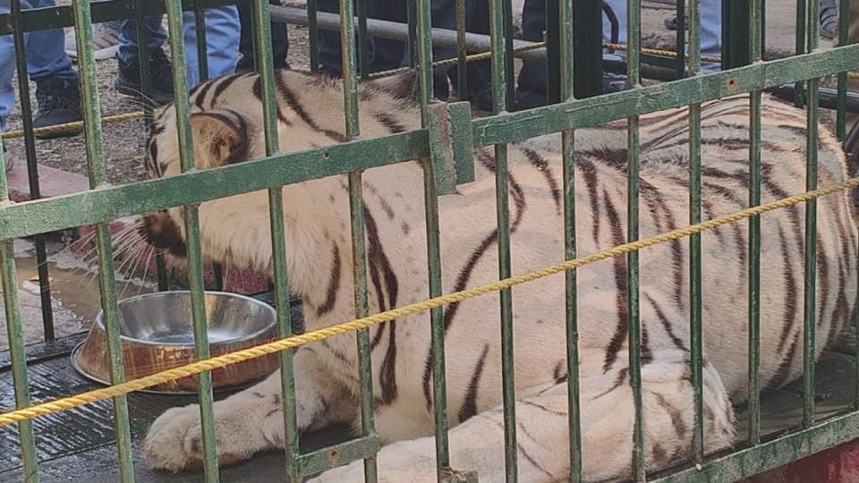 Tigress Jaya was sent from Raipur Jungle Safari to Maitri Bagh in Bhilai