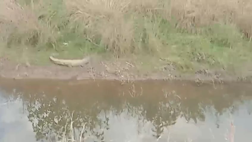 In Damoh, the crocodile that came out of the Vyarama river camped in the fields