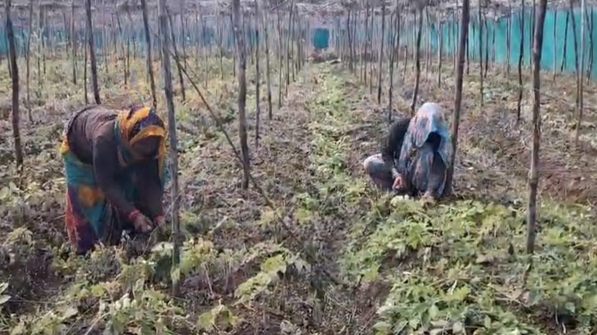 Sagar News: Young farmer of Sagar grows black potatoes in Bundelkhand, earns Rs 5 lakh annually