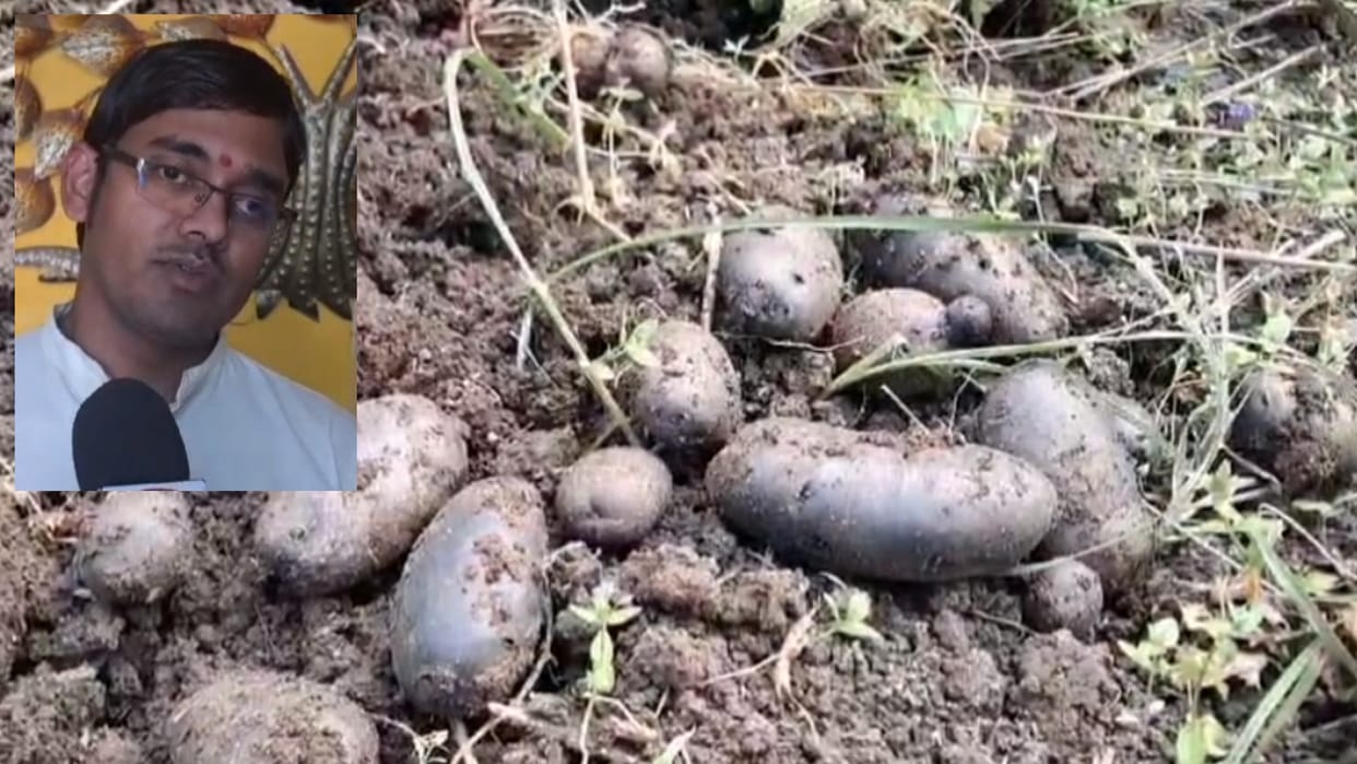 Sagar News: Young farmer of Sagar grows black potatoes in Bundelkhand, earns Rs 5 lakh annually