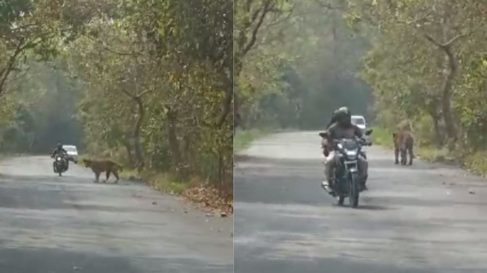Bike rider narrowly escapes after coming close to a tiger in Pilibhit Tiger Reserve