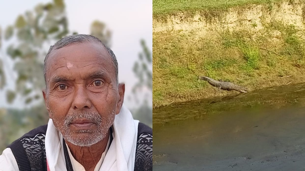 crocodiles killed farmer in pilibhit