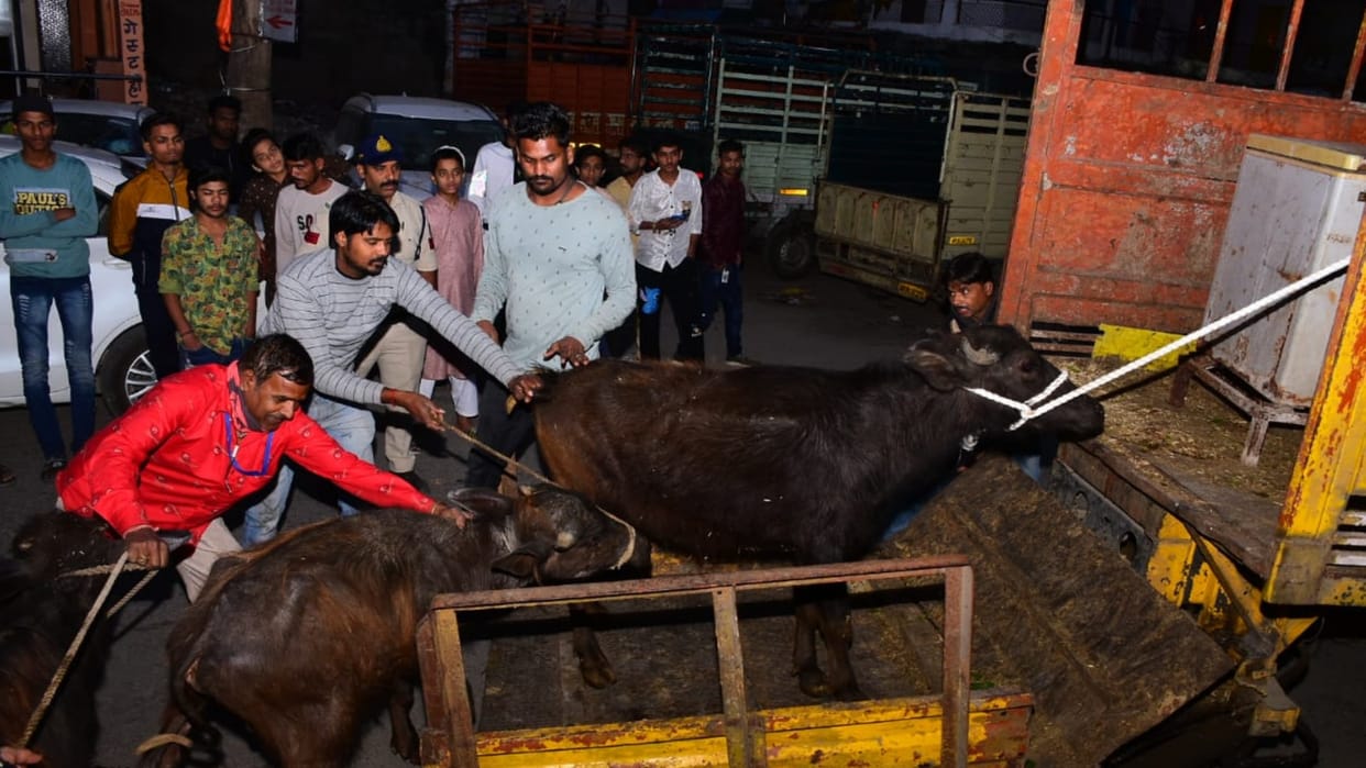 Ujjain Municipal Corporation and police team rescued more than 60 animals from seven slaughterhouses