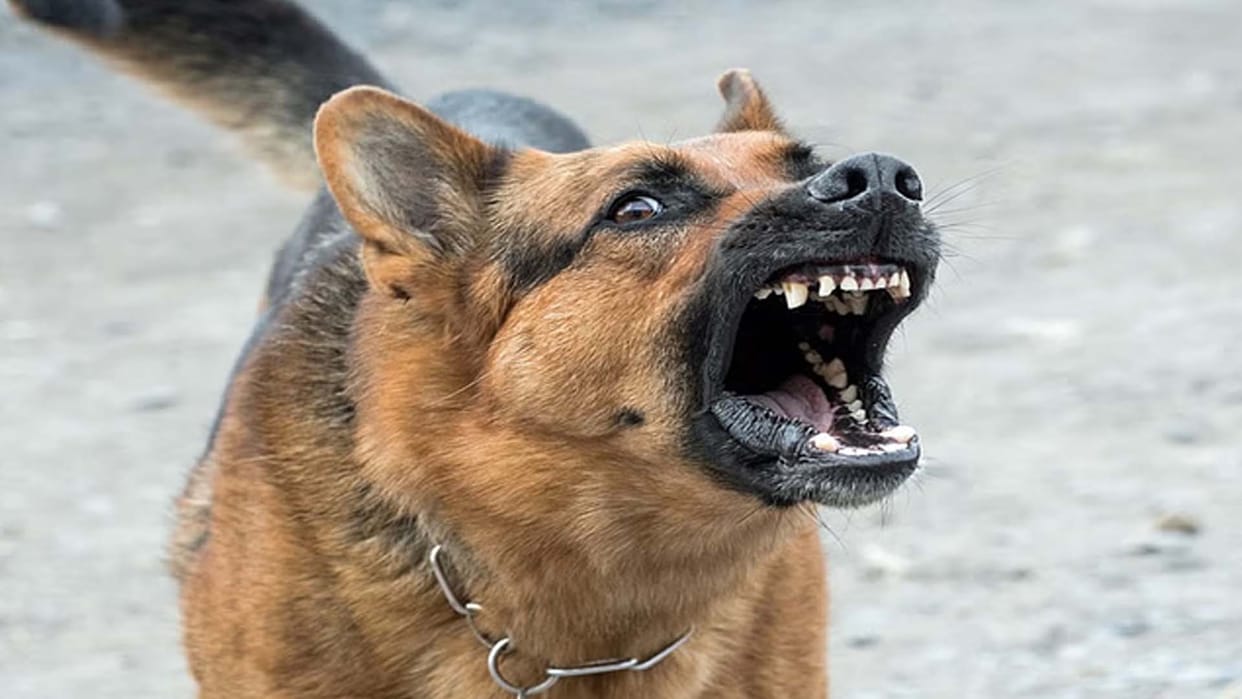 Etawah: SDM sir! Neighbors' dogs barking all night making life difficult