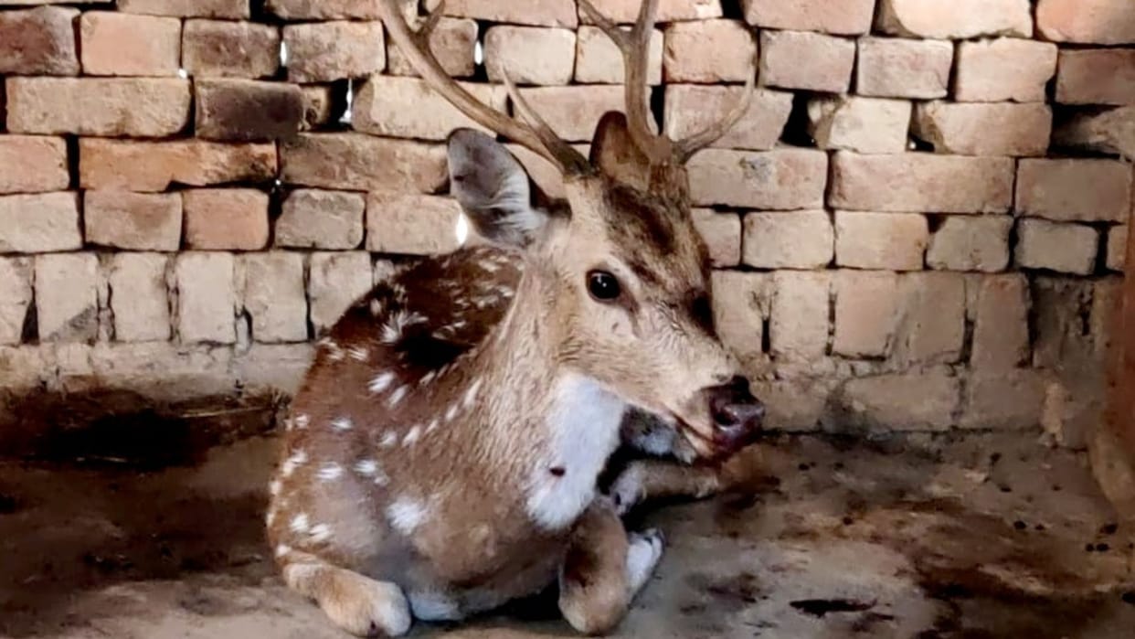 Barasingha entered Gopiganj village in bhadohi villagers tried catch
