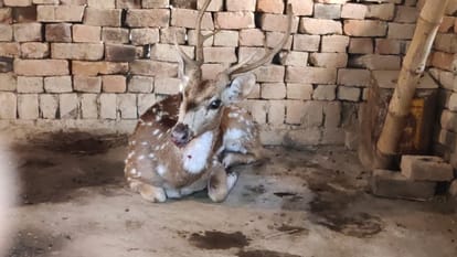 Video: जंगल छोड़ शहर में घूमता दिखा बारहसिंघा, जंगली जानवर देख लोगों में मची खलबली; वन विभाग ने पकड़ा Barasingha of Wild animal seen in Bhadohi city people shocked