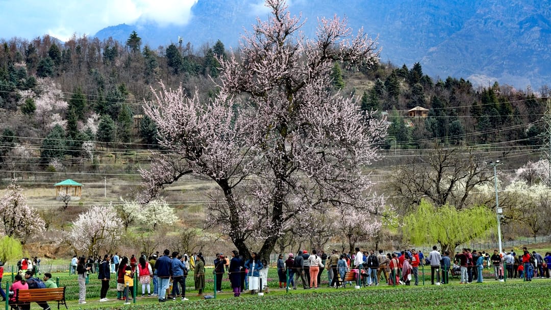 Tulip Garden Kashmir: In five days more than 51 thousand tourists saw tulips garden srinagar
