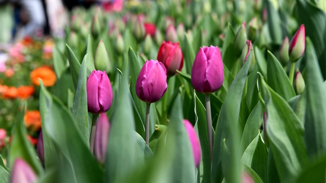 Tulip Garden Kashmir: In five days more than 51 thousand tourists saw tulips garden srinagar