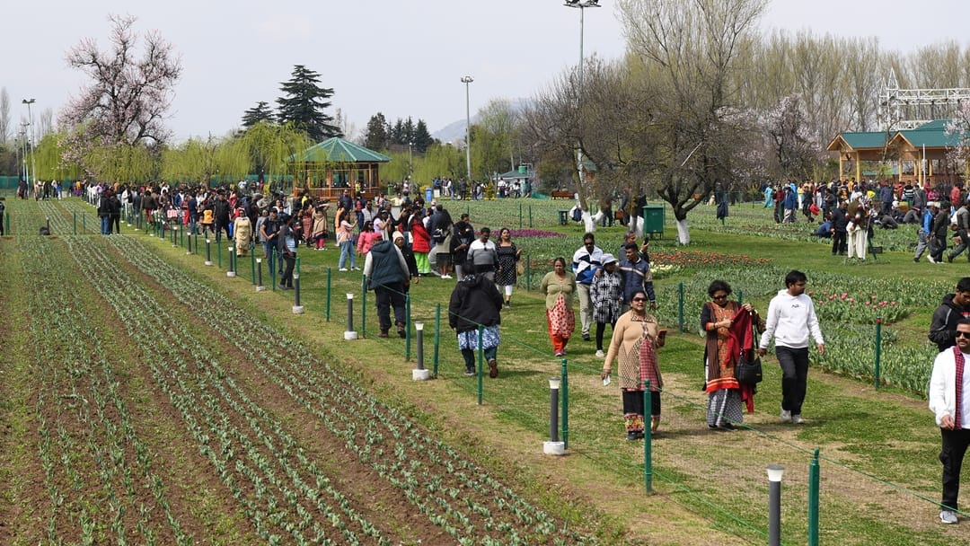 Tulip Garden Kashmir: In five days more than 51 thousand tourists saw tulips garden srinagar