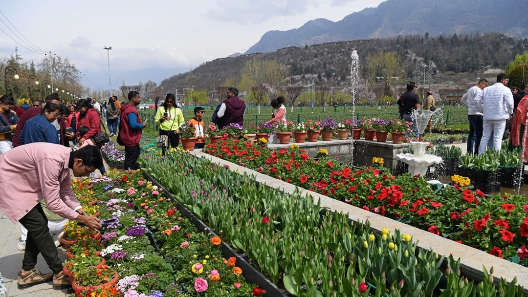 Tulip Garden Kashmir: In five days more than 51 thousand tourists saw tulips garden srinagar