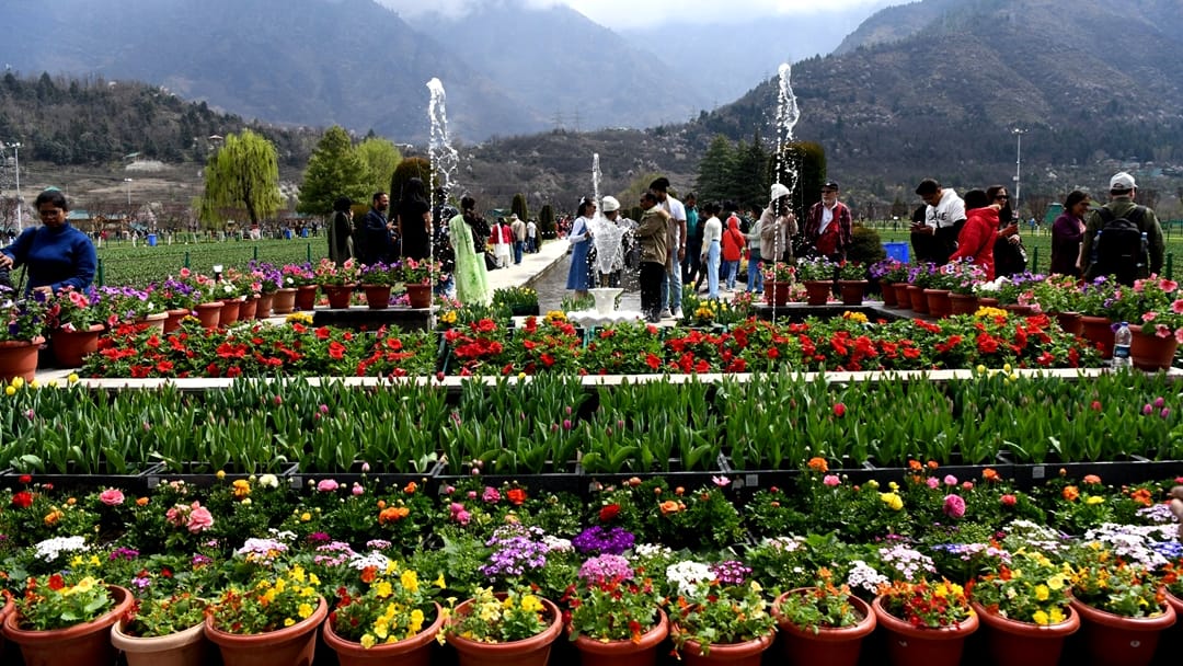 tulip garden srinagar kashmir open for public all you need to know photos