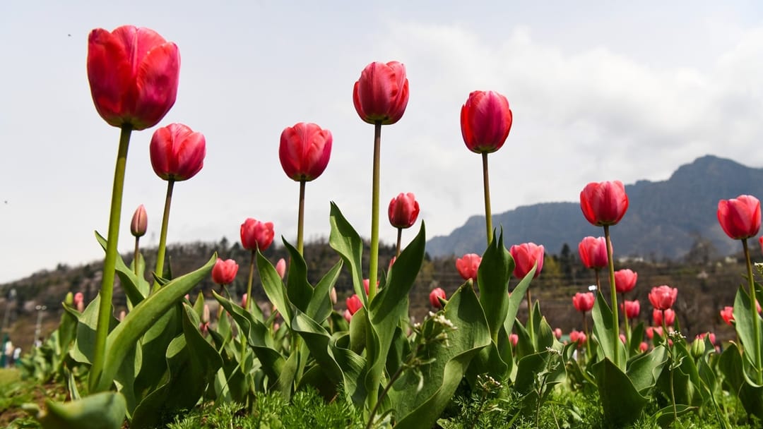 tulip garden srinagar kashmir open for public all you need to know photos