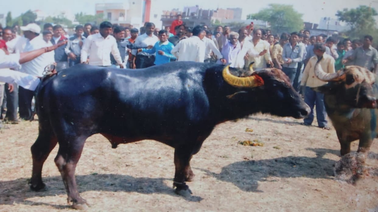 Sehore News Buffalo who entered wrestling field after drinking almond milk passes away