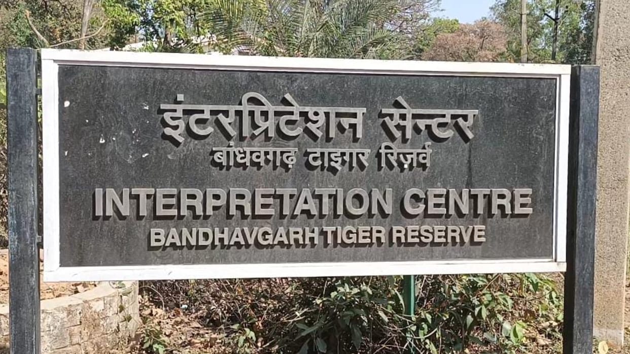 There was a stir after the death of two tigers in Bandhavgarh.