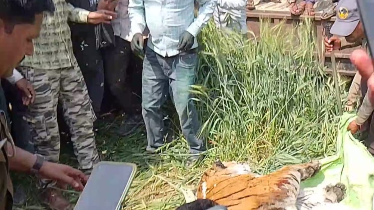 Tigress died due to internal injury in the stomach in lakhimpur kheri