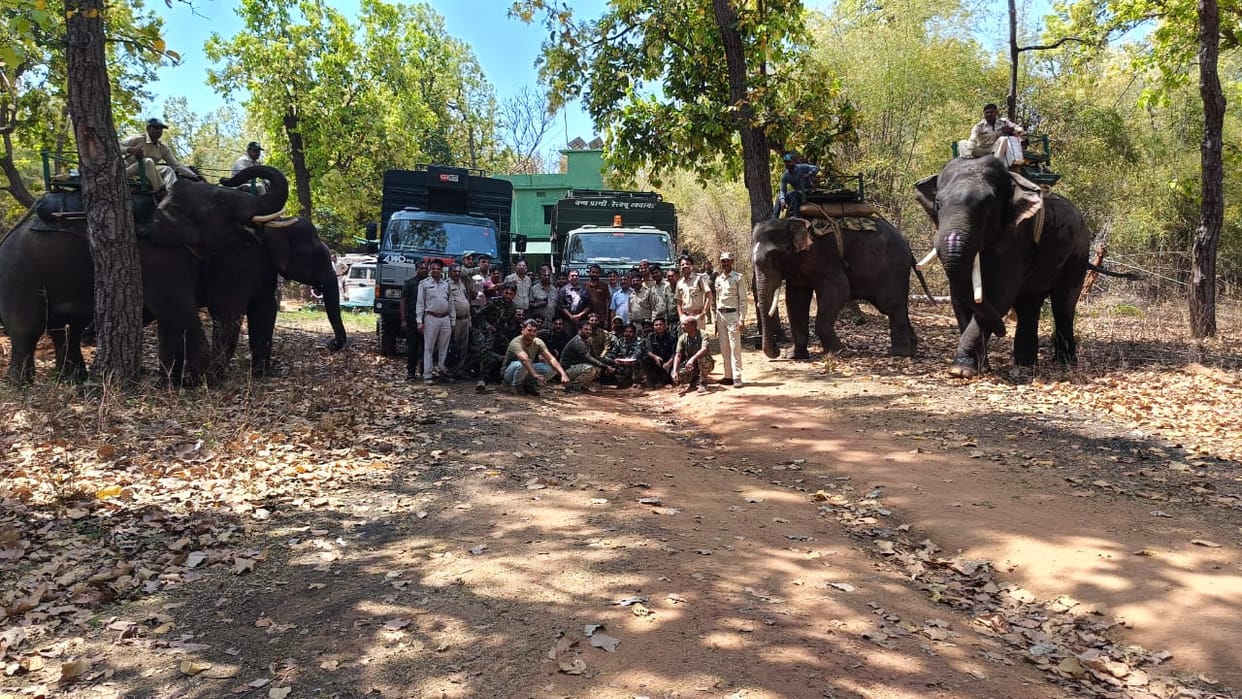Kajri of Bandhavgarh Tiger Reserve shifted to Durgavati Tiger Reserve