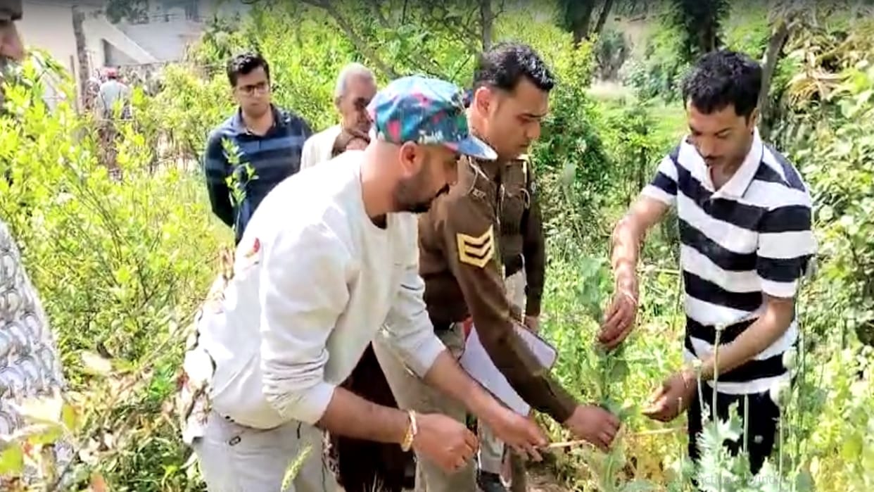 In Dulaihar, 423 opium plants planted near the house were destroyed, police acted on secret information