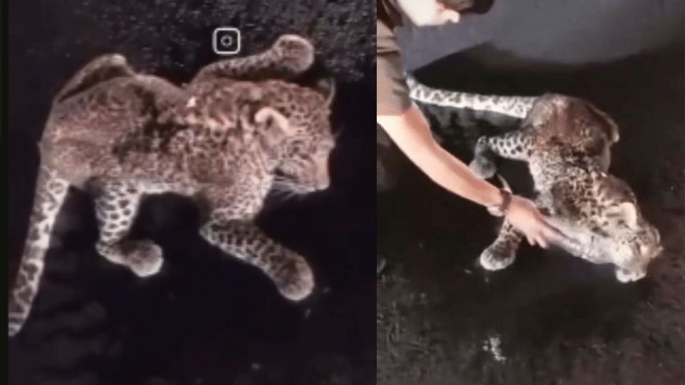 Leopard cub dies due to collision with car indore news
