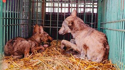 Wolf get caught in hardi thana kshetra in Bahraich.