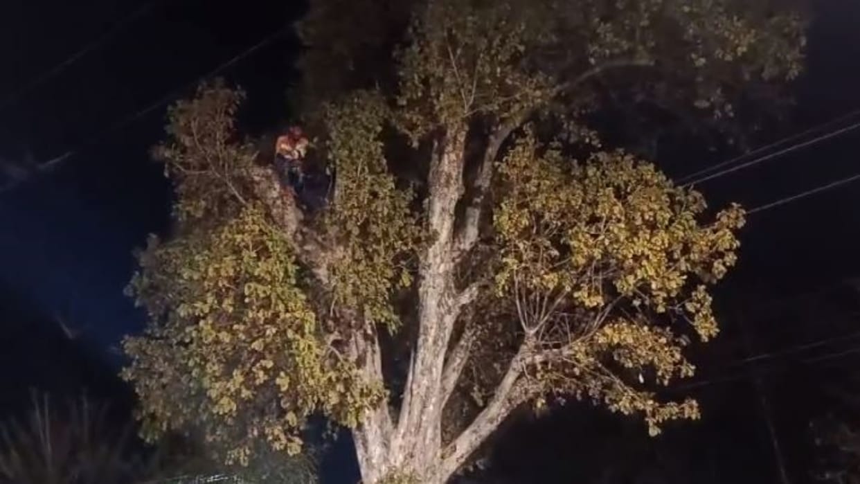 Chhatarpur Young man threatened to commit suicide by climbing tree case of Khajuraho Hotel Lalit