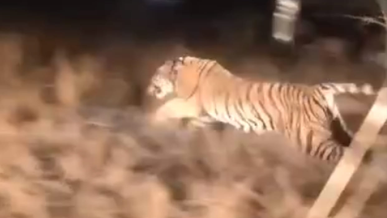 Damoh Two tigers and tigress came to Rani Durgavati Tiger Reserve and got the names N4 and N5
