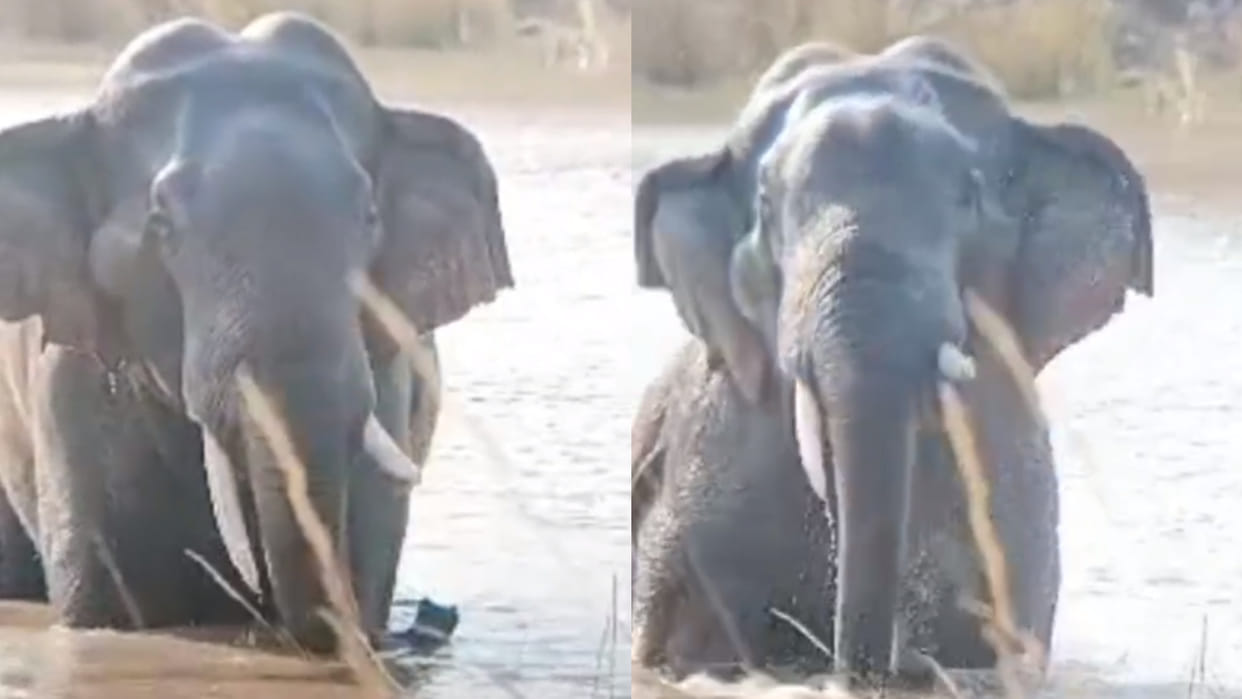 Umaria News: When Elephant felt hot, elephant reached the river.
