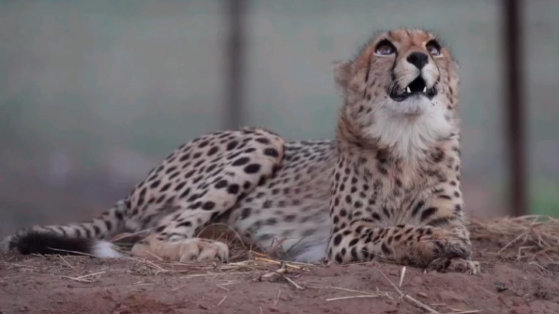 MP News: After defeating death, cub 'Mukhi' turns one year old, Kuno department releases short film on cheetah