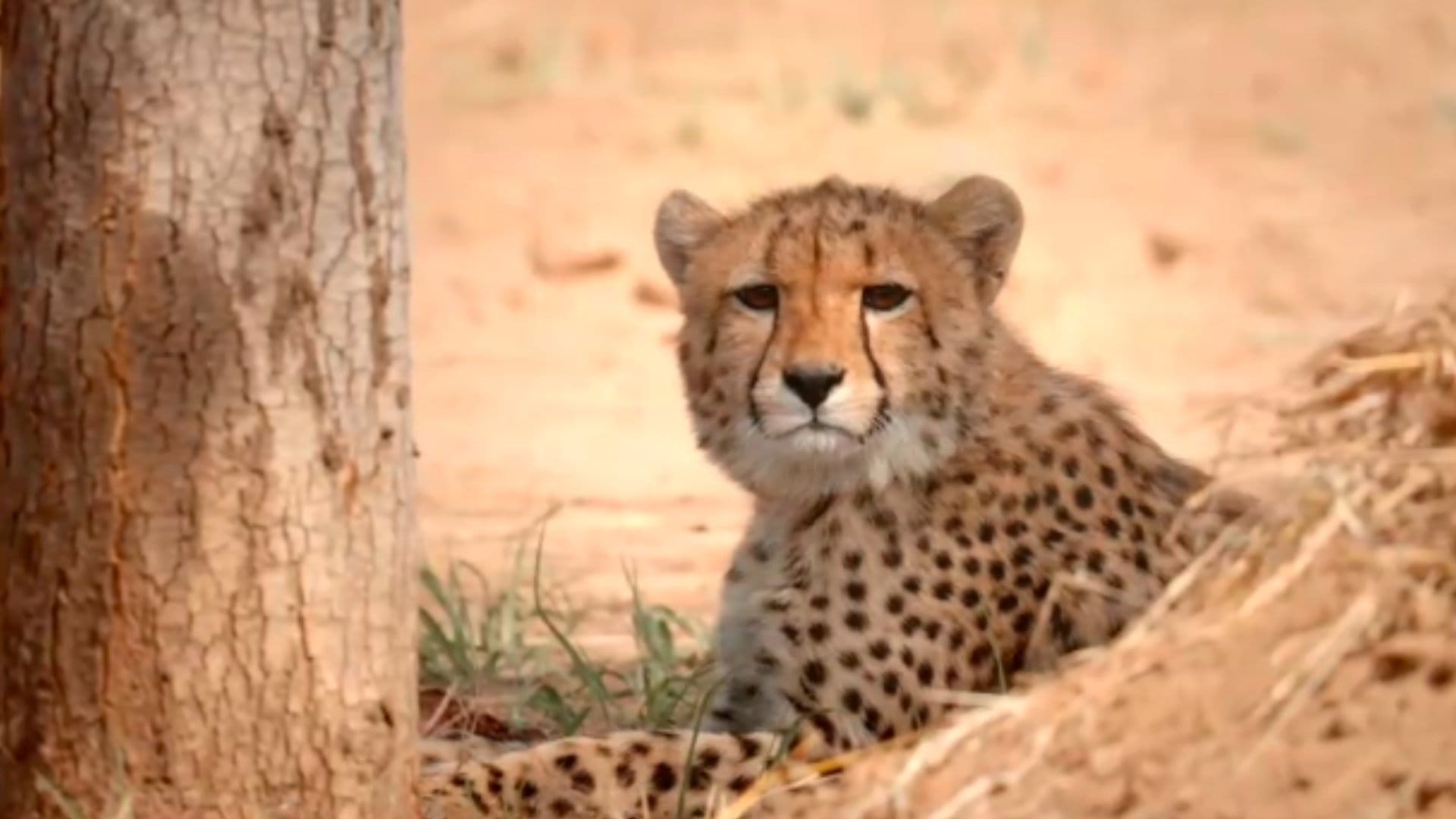 MP News: After defeating death, cub 'Mukhi' turns one year old, Kuno department releases short film on cheetah