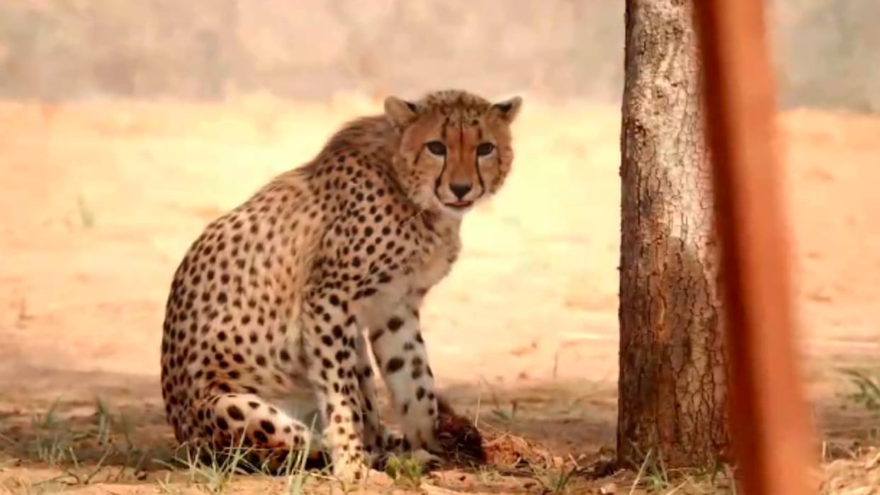 MP News: After defeating death, cub 'Mukhi' turns one year old, Kuno department releases short film on cheetah