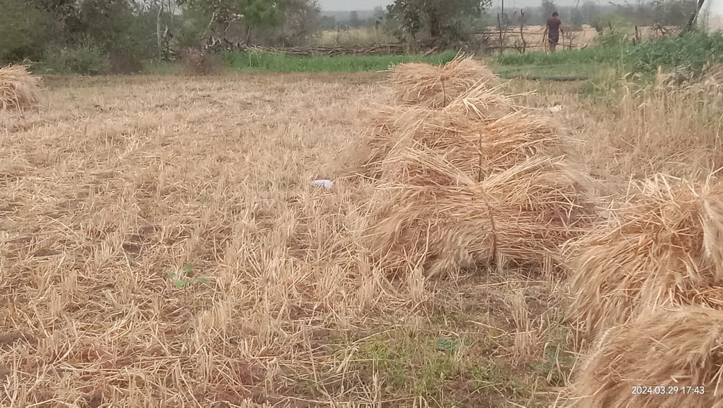 It rained in Damoh amid 42 degree temperature, farmers' harvested crops got wet