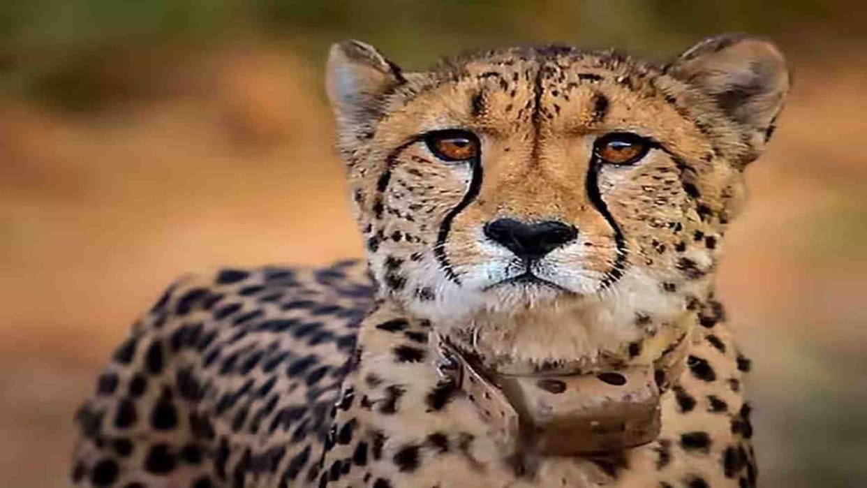 Sheopur News: First cheetah born in Kuno turns one year old