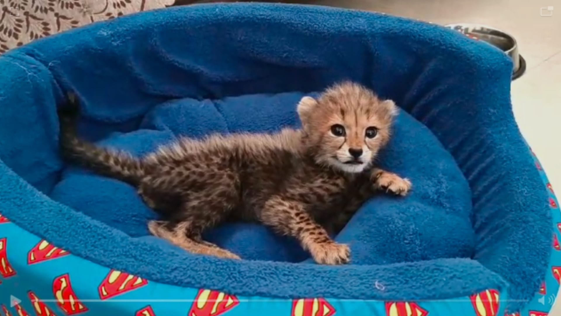 MP News: After defeating death, cub 'Mukhi' turns one year old, Kuno department releases short film on cheetah